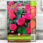 Бегония МУЛЬТИФЛОРА МАКСИМА РОЗОВАЯ клубневая