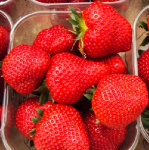 Земляника (Клубника) Вивальди (5) 5526