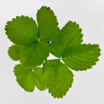 Клубника АЛЬБА (2)