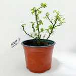 Роза Кьюти Пай (мини роза) (С1)