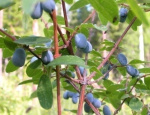 Жимолость Черничка 5057