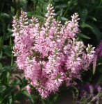 Вероника Пинк Бомб (1шт) 1883