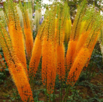 Эремурус (ширяш) Клеопатра (1шт)