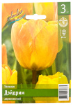 Тюльпан ДЭЙДРИМ дарвиновский