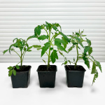 Рассада Томатов