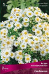 Астра новобельгийская Сэм Бенхем белый 1шт