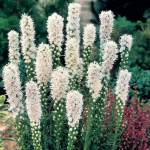 Лиатрис Флористан Уайт (8шт)