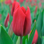 Тюльпан Стронг Лов (1шт)