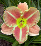 Лилейник Вейнс оф Труф (1шт) 2565