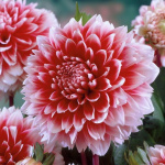 Георгин Ред энд Уайт Фубуки (1шт) 3651