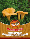 Грибы Лисичка