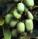 Актинидия аргута Иссаи 4893