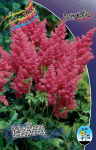 Astilbe Mainz