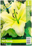 Лилия ОТ гибрид БИГ БРАЗЕР