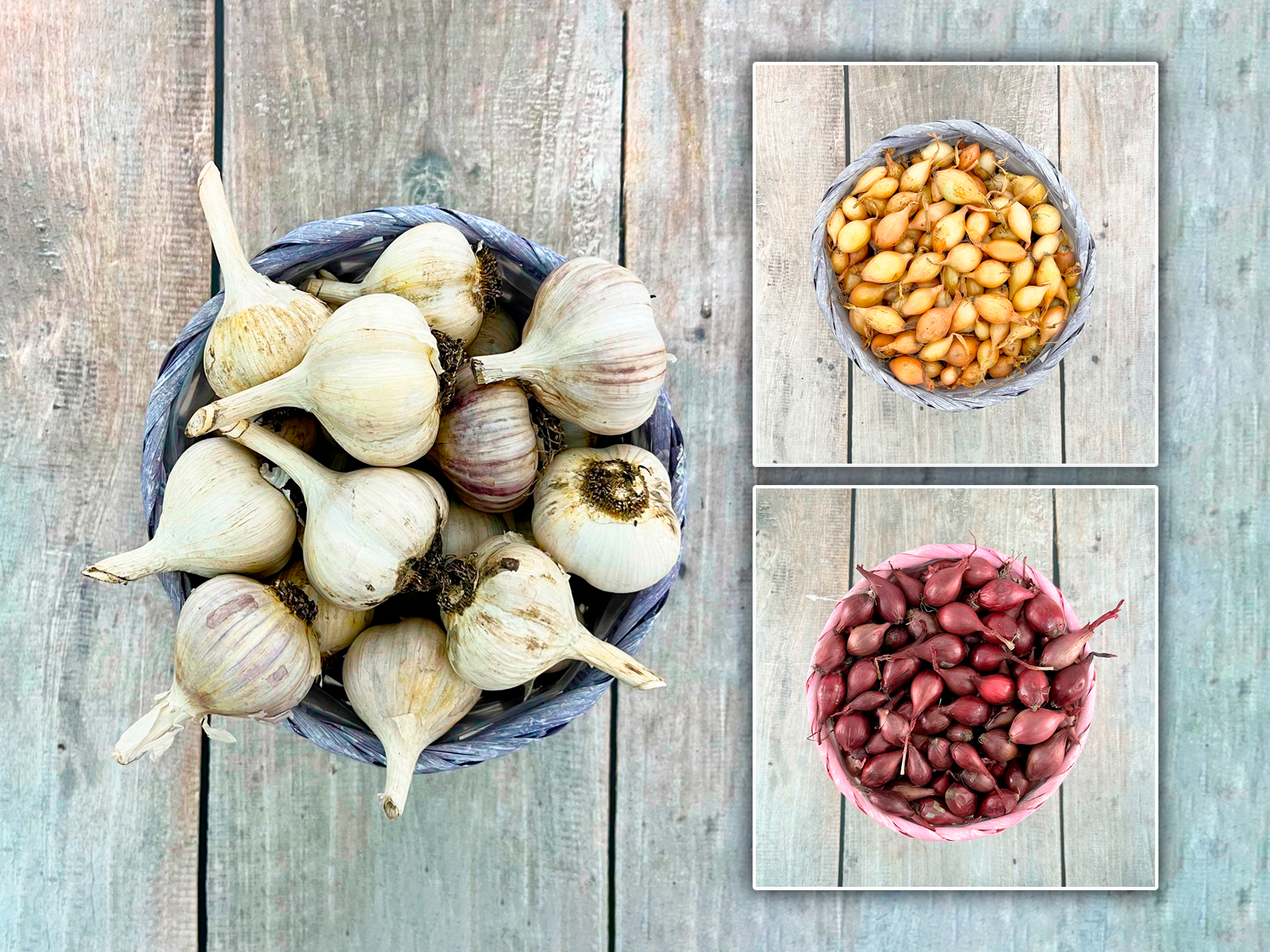 ОЗИМЫЙ ЛУК, ЧЕСНОК