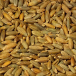 Рожь Восход озимая 1кг