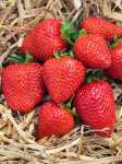 Земляника (Клубника) Флэр (5) 4566