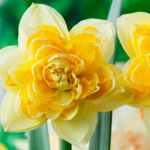 Нарцисс Грейт Лип (1шт)