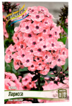Флокс ЛАРИСА