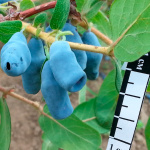 Жимолость Югана