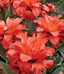 Тюльпан Ред Райдинг Худ (1шт) 1126 (10)