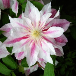 Клематис Андромеда