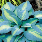 Хоста Минки (1шт)