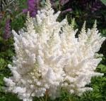 Астильба Вайс Глория (2шт)