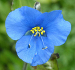 Коммелина 1шт