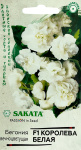 Бегония вечноцветущая Королева белая ГАВРИШ