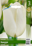 Тюльпан Хакуун