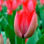 Тюльпан Трик (1шт)