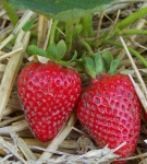 Земляника (Клубника) Тельма в кассете