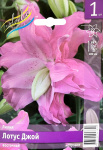 Лилия Лотус Джой (1шт)