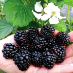 Ежевика кустистая Реубен 5667