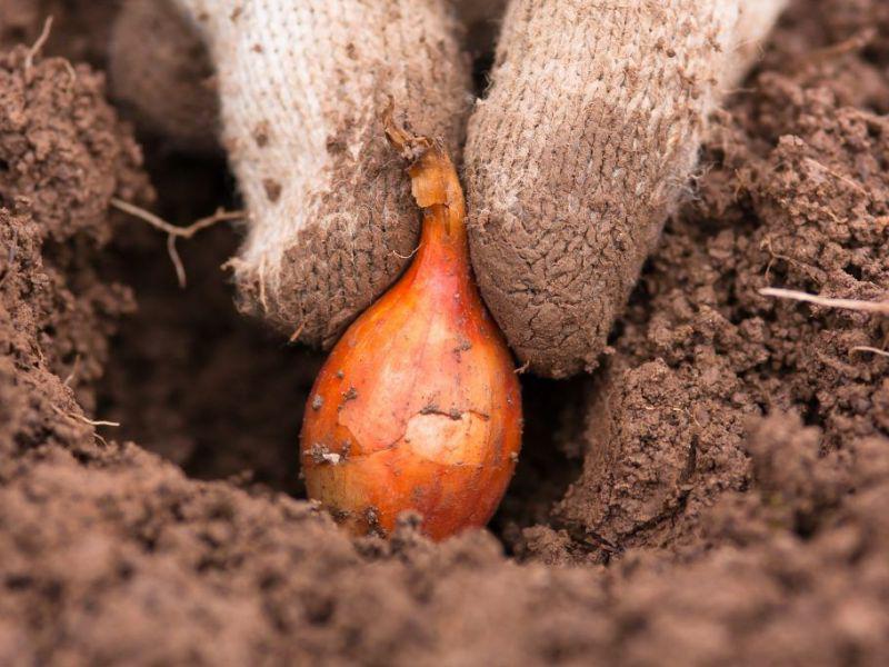 Как сажать лук под зиму: полезные советы - Статьи - Магазин Семена в Самаре