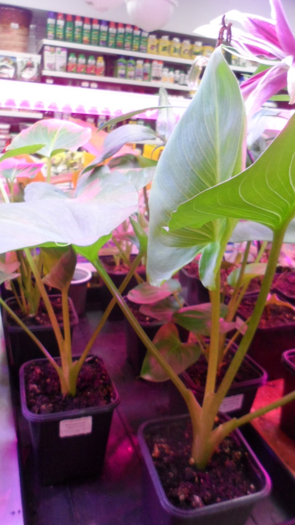 Пеларгония Семена Самара