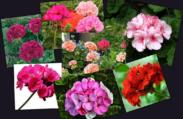 коллаж герани