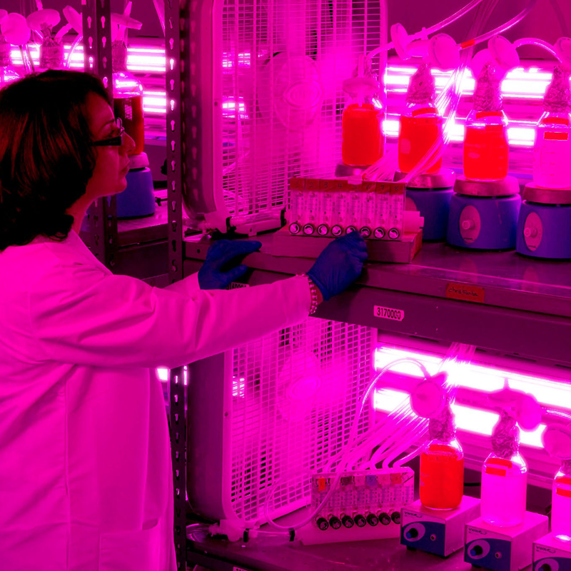 Преимущества фитоламп для растений