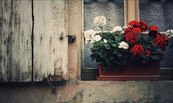 пеларгония подоконник