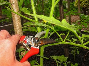 pasynkovanie-tomatov.jpg pasynkovanie-tomatov.jpg