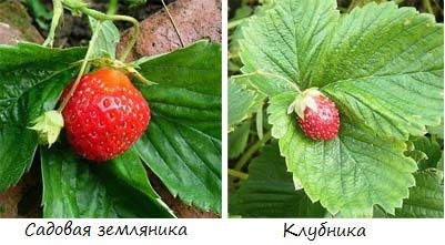 отличие ягода.jpg