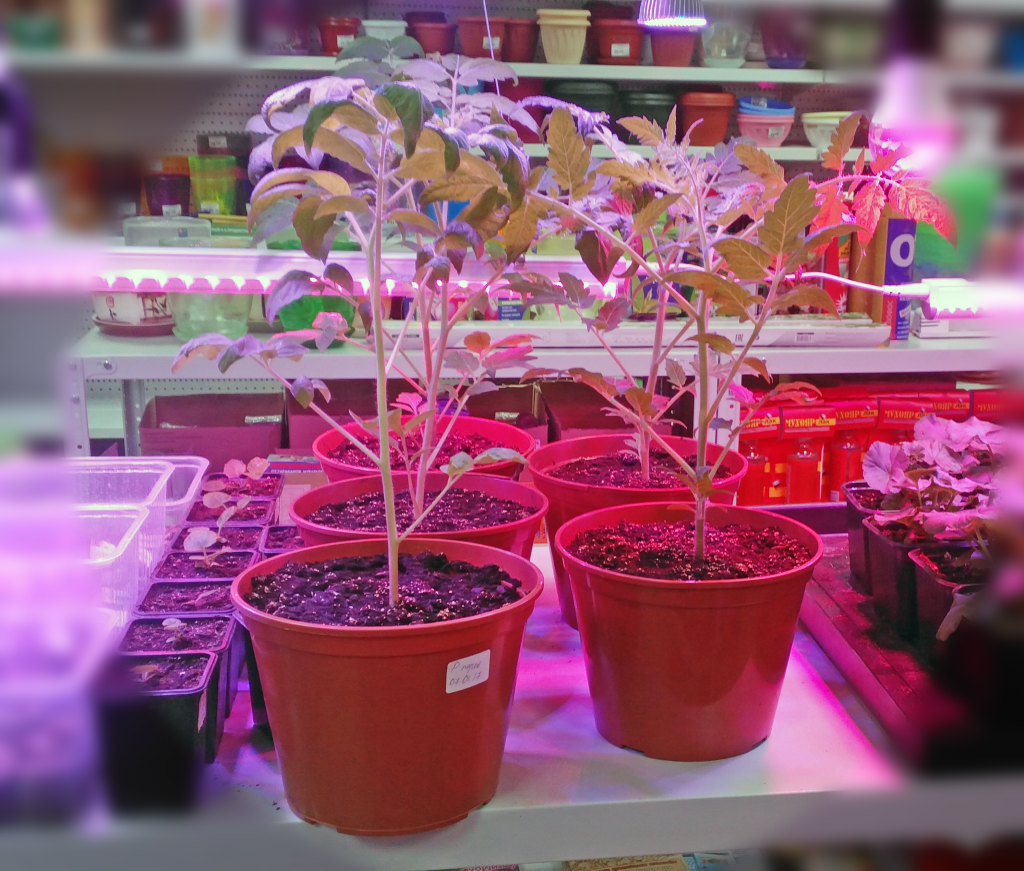 Томаты Людовик XVII и Рокер