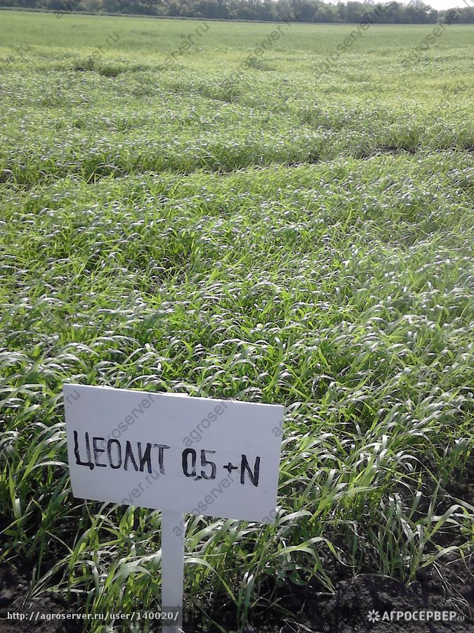 Цеолитазот - новое удобрение