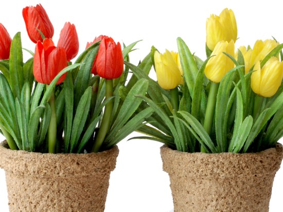 Тюльпаны Семееа Самара Тюльпаны Семееа Самара