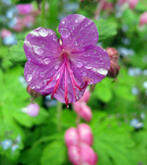 герань капля