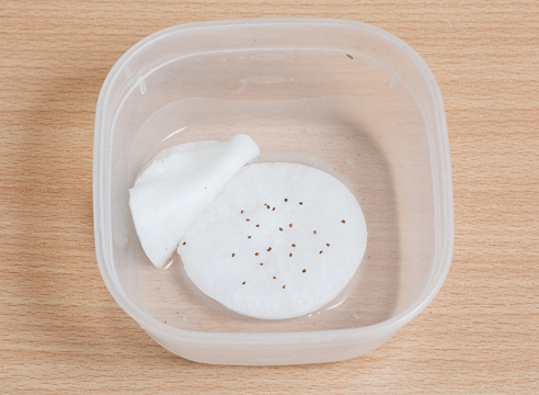 семена вата