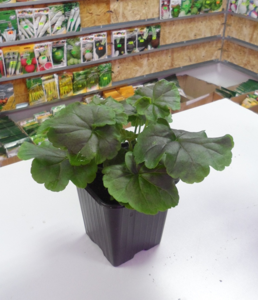 Пеларгония Семена Самара