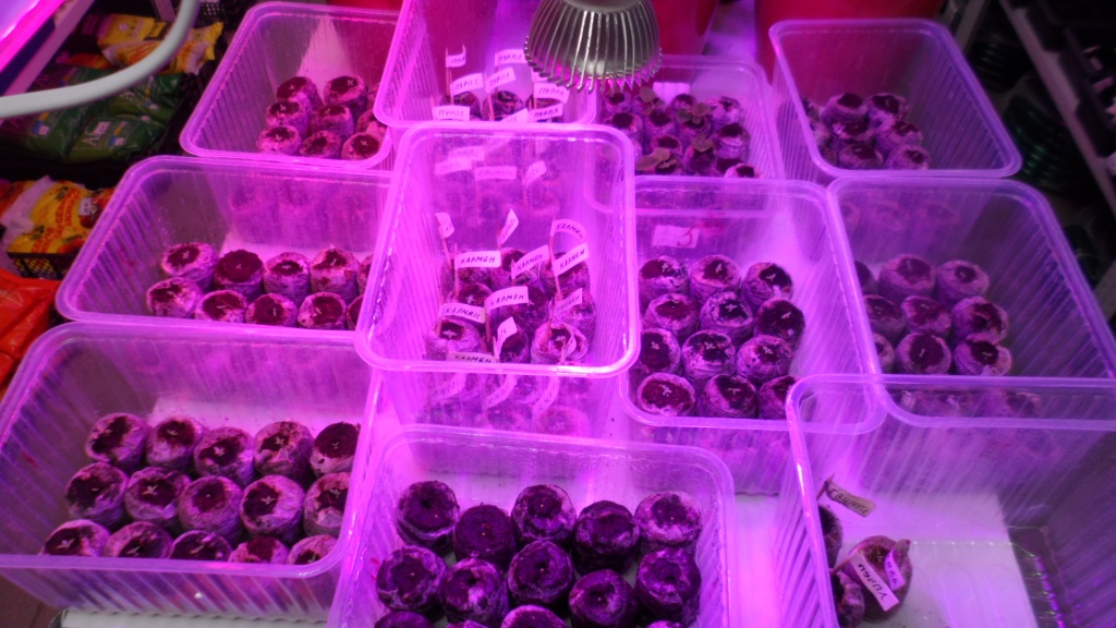 Пеларгония Семена Самара