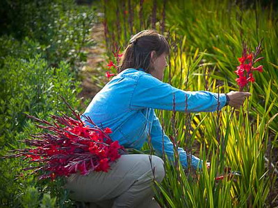 watsonia-3.jpg watsonia-3.jpg
